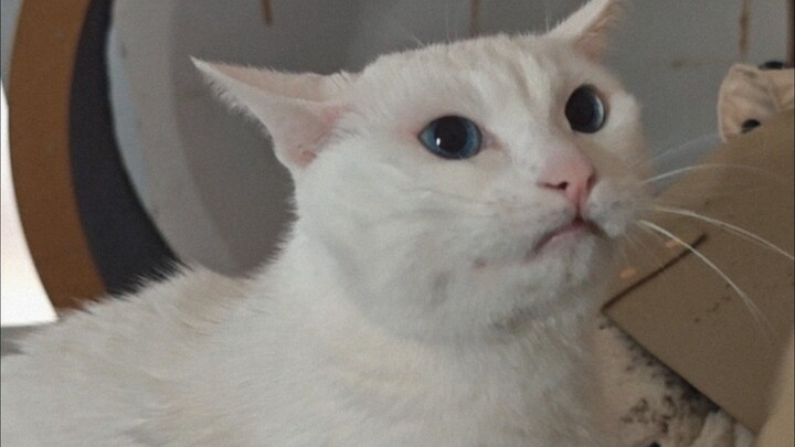 I argued with my cat.