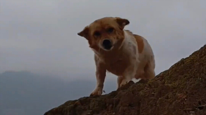 “Bagi para pemilik anjing, inilah arti pulang ke rumah!”