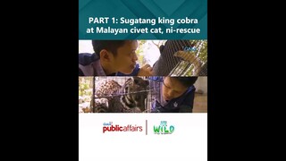 PART 1- Sugatang king cobra at Malayan civet cat, ni-rescue | Born to Be Wild