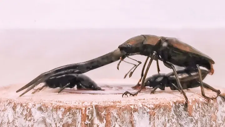 Animal | How Do Beetles Mate With Each Other