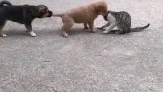 tingkah lucu cat lovers