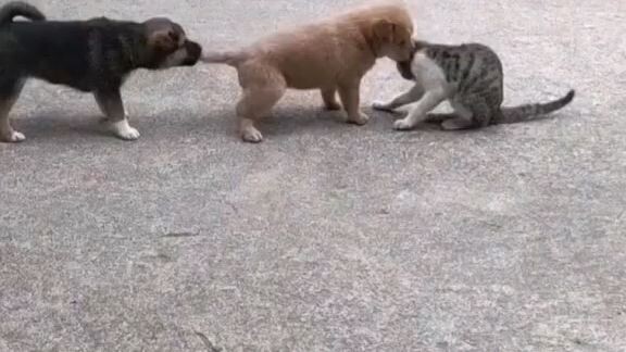 tingkah lucu cat lovers