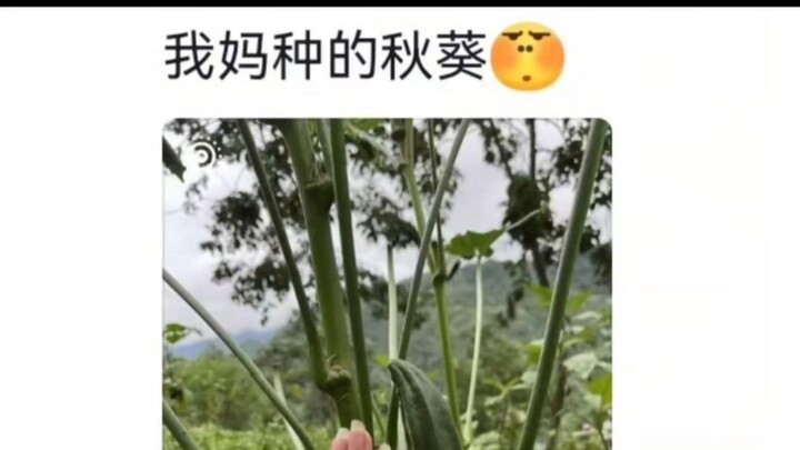 Old‑school gardeners will inevitably grow veggies as big as pigs one day 🤣