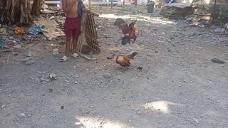 sparring bulik vs. dalusapi