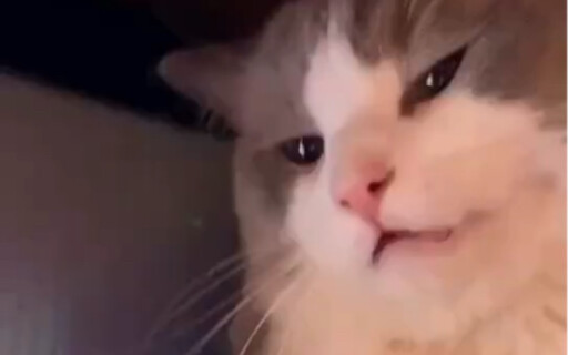 Cat: Do you really think you’re that funny?