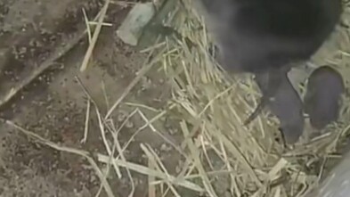 A mouse wandered into a bamboo rat’s nest and was mistaken for one of its own babies by the mother b