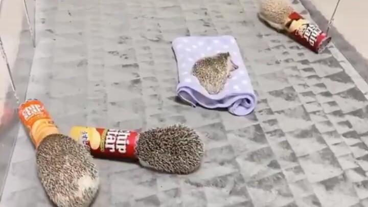 القنافذ العمياء