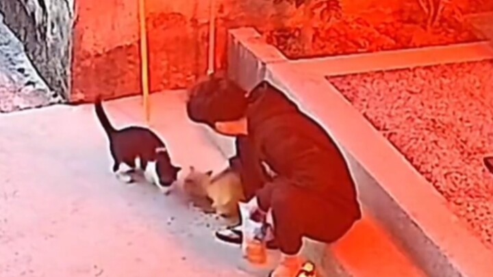 احتكاك بين عشاق القطط وقط البقر: من علاقة إطعام إلى ركلة تطيّر القط في الهواء!