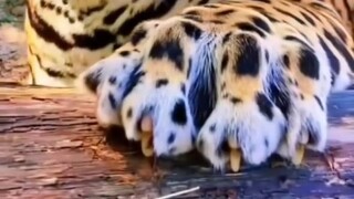 I don't show my claws to ordinary people, so my claws are very beautiful.