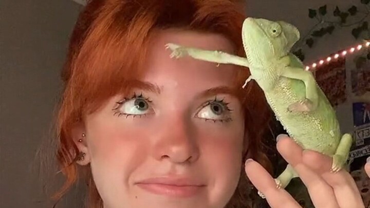 一只有灵性的变色龙