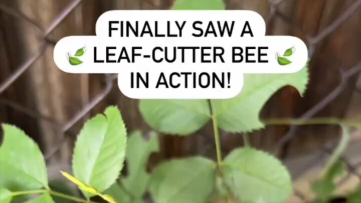 Leaf-Cutter Bee In Action