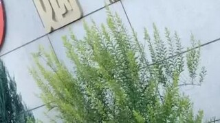 #SharingIsCaring #320 #UploadRandomVidsJustForDiversion #ChineseMiniDrama #JustWatch 😉