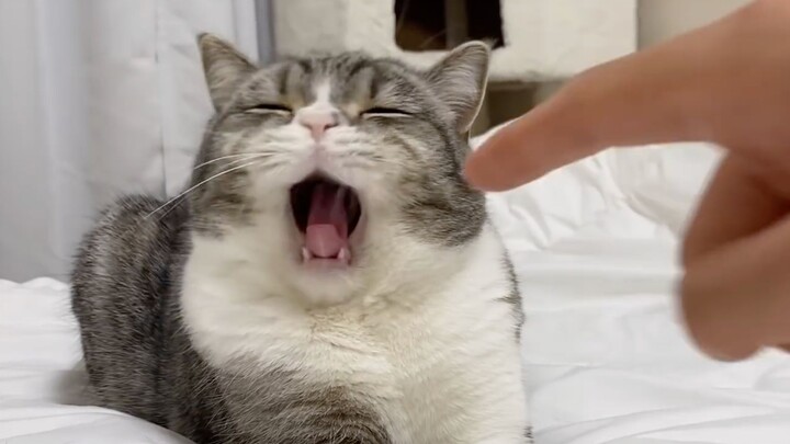 What happens when you stick a finger in a yawning kitten's mouth?