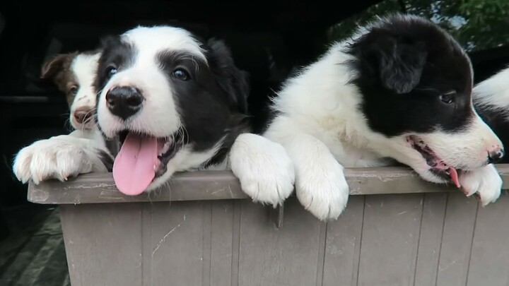 【Border Collie】Aku malas dan bodoh, nggak cocok pelihara border collie