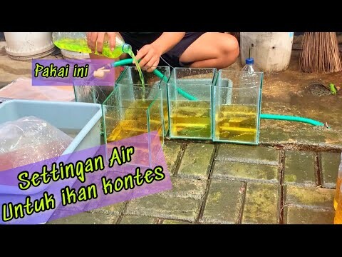 SETTINGAN KONTES GANTI AIR 2-3 HARI SEKALI