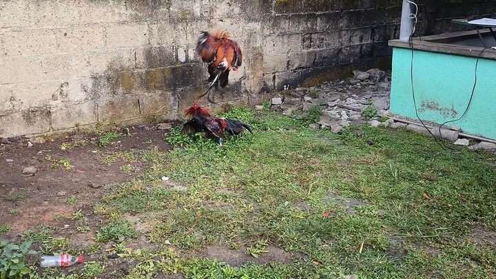 9days of conditioning sf gb vs boston sc 21 days condition