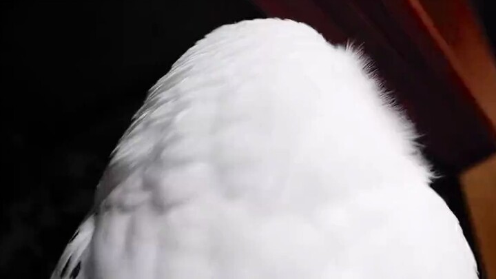 A Clump of White Creatures