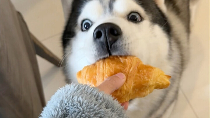 Today we're sharing croissants～