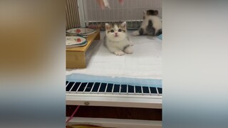 Xin lối bà làm bà khi còn quá chẹeeee HonCaTinhDau mèo cute cat