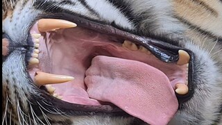 Terrifying tiger teeth!