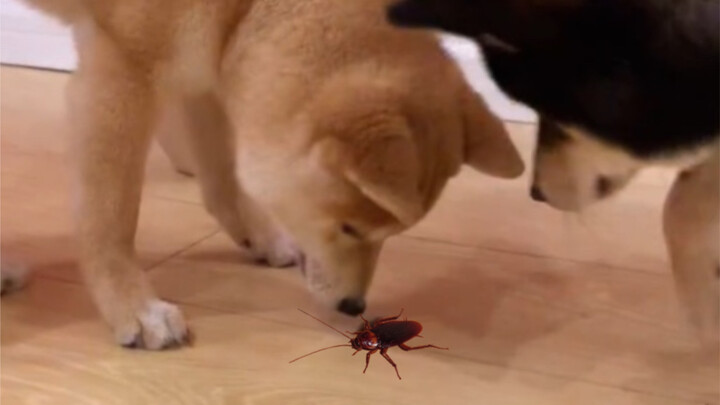 Raising a dog for a thousand days, using it for just an hour—does your pup know how to catch cockroa