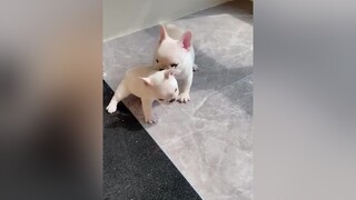 Đi còn không vững mà hăng dogcute doglove chó_cưng