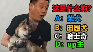 田园犬在国内有多被看不起，生病去医院只能谎称柴犬。