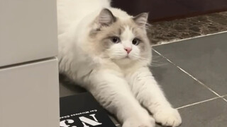 Kucing-kucingku, aku nih, semakin lama semakin besar karena suka sekali meregangkan pinggang～