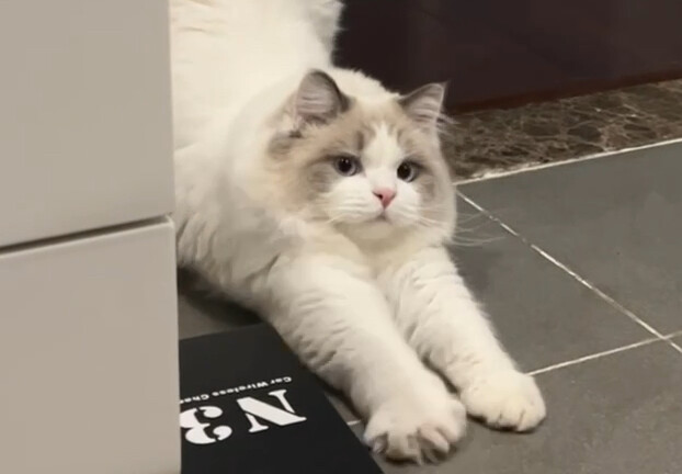 Kucing-kucingku, aku nih, semakin lama semakin besar karena suka sekali meregangkan pinggang～