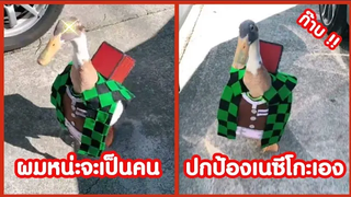 ก๊าบ จะเป็นคน ปกป้องเนซึโกะเอง ก๊าบบ !! ( รวมฮาพากย์ไทย )