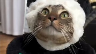 Buổi trình diễn thời trang "Mèo Gấu Trúc", sao lại có những chú mèo nhỏ thích mặc quần áo đến vậy nh