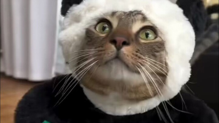 "Panda Cat" Fashion Show—How Can Such a Kitty Love Wearing Clothes So Much?