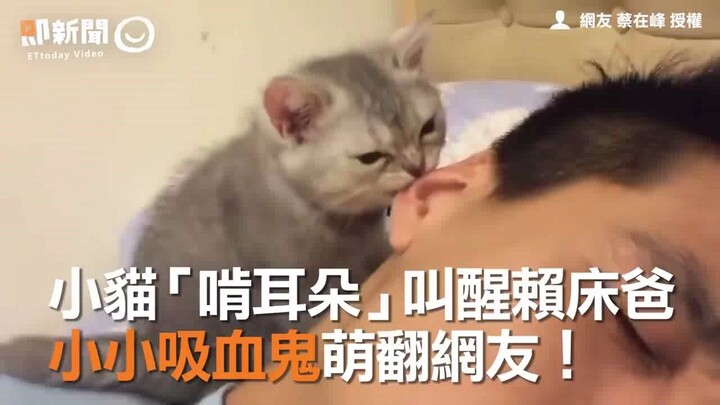 [Little Kitten] A Ferocious Beast That Wants to Eat Human Ears Has Arrived!