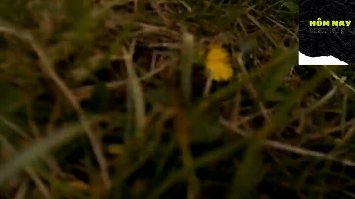 Cười mỗi ngày cùng tôi ! #videohaihuoc