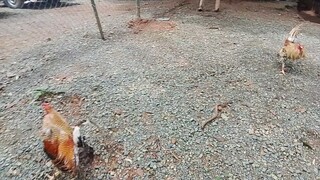 boston sweater bulik vs golden bulik..first dance