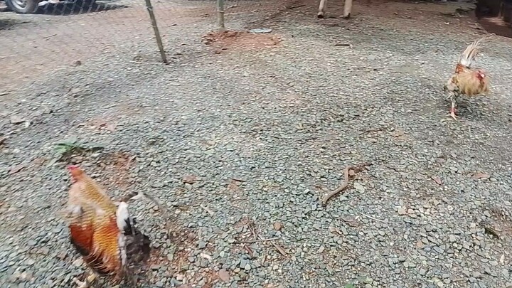 boston sweater bulik vs golden bulik..first dance