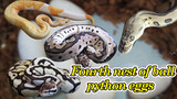 [Hewan] Induk Python regius yang super jinak bertelur