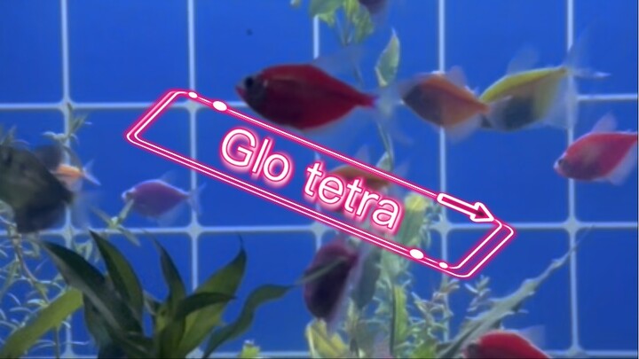 Glo tetra