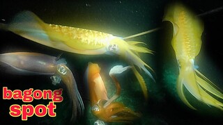 ep352.bagong spot May mga pusit na nakatira.night spearfishing Philippines.