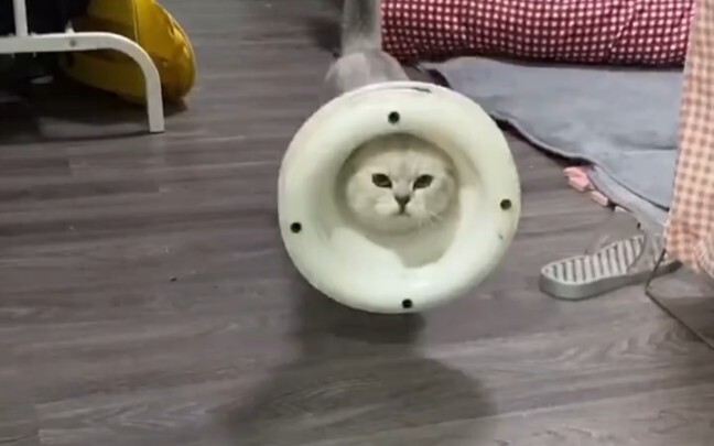 When the cat was left home alone for three days