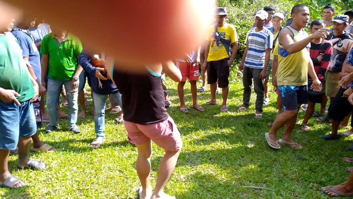 sulong-sulong mahirap talaga pag mustiso yung kalaban mo sayang ang manok ko