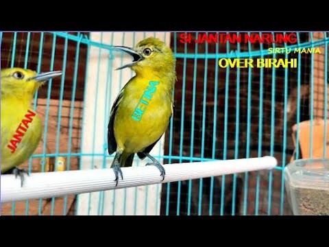 ✴️ Sirtu Jantan Dan Betina Birahi _✔️ Cipoh Jantan Over Birahi Narung✔️