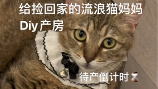 捡猫后续 | 给小麒麟汁做产房 小猫待产倒计时