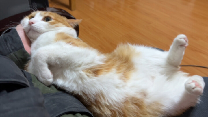 Cat: If two birds are destined to be together forever, why should it matter if they’re together day 