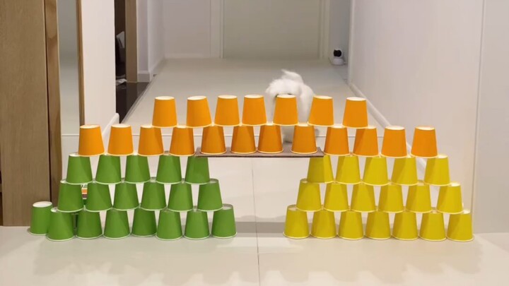 Testing the puppy's IQ