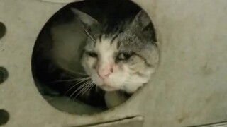 The fiercely aggressive stray cat Potato was about to be euthanized, but at the critical moment, he 