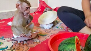 Can't Hold My Laugh!! So funny reaction​ when little Toto waiting for Mom to give watermelon​