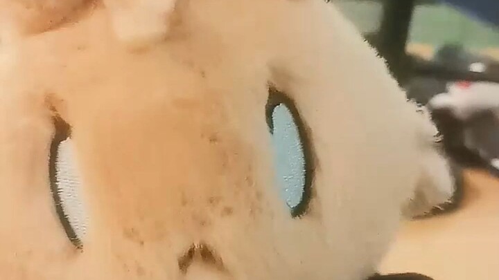 Chipi chipi chapa chapa milik Amiya