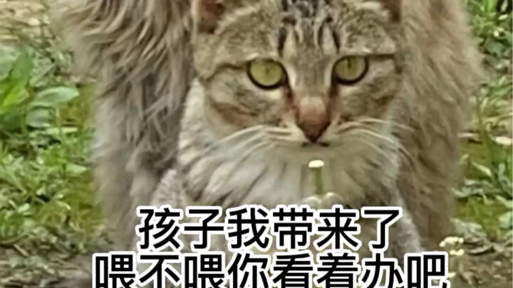 วีรกรรมขอข้าวของแม่แมวจรจัดกับลูกน้อย: แม่พาลูกมาแล้วนะ จะให้กินไหม ก็ตามแต่คุณจะตัดสินใจเลย!