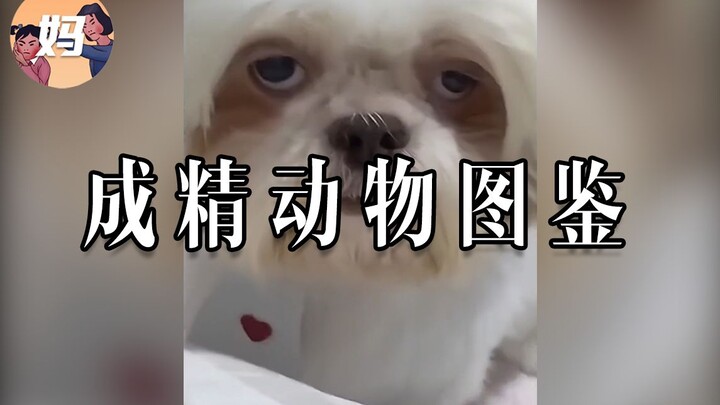 [Encyclopedia of Sentient Animals] May I ask where these animals went to school? #Extra Episode